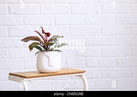 Sprouts for growing the popular philodendron aroid plant in a pot on a stand in interior on whtite brick wall. Potted house plants, green home decor, Stock Photo