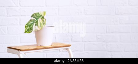 Sprouts for growing the popular philodendron aroid plant in a pot on a stand in interior on whtite brick wall. Potted house plants, green home decor, Stock Photo