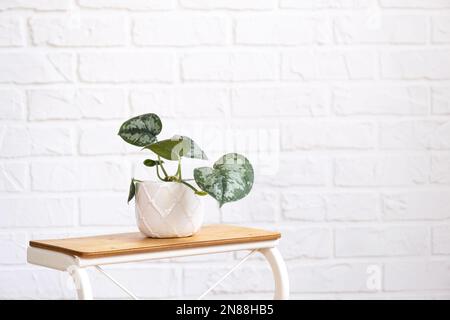 Sprouts for growing the popular philodendron aroid plant in a pot on a stand in interior on whtite brick wall. Potted house plants, green home decor, Stock Photo