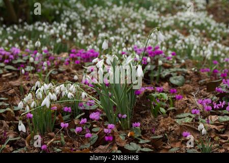 winter display of naturalised snowdrops, galanthus nivalis, and magenta cyclamen coum growing through leaf litter in a UK garden February Stock Photo