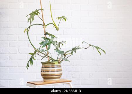 Philodendron Mayo in the interior of the house. Carved leaves of a houseplant in a pot. Care and cultivation of tropical plants, green house Stock Photo