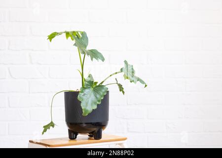 Sprouts for growing the popular philodendron aroid plant in a pot on a stand in interior on whtite brick wall. Potted house plants, green home decor, Stock Photo