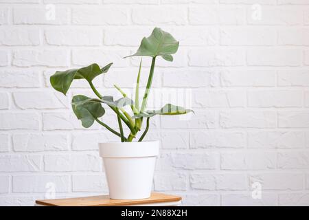 Sprouts for growing the popular philodendron aroid plant in a pot on a stand in interior on whtite brick wall. Potted house plants, green home decor, Stock Photo