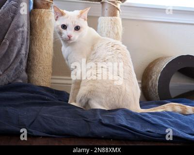 Mitzie the flamepoint Siamese chilling at home Stock Photo