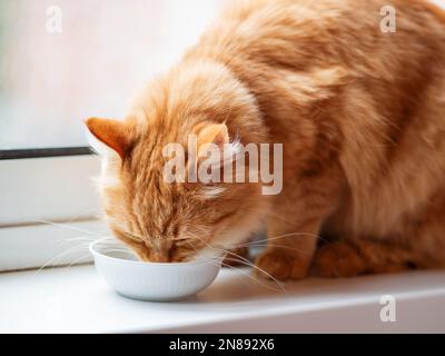Cute ginger cat drinking milk from white bowl. Fluffy thirsty pet on window sill. Stock Photo