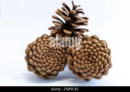 Set of beautiful pine-cone flower shape in Christmas winter. Pine cones pattern isolated on white background. Open fir cone for Christmas decoration. Stock Photo