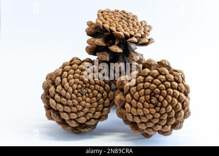 Set of beautiful pine-cone flower shape in Christmas winter. Pine cones pattern isolated on white background. Open fir cone for Christmas decoration. Stock Photo