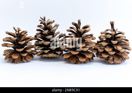 Set of beautiful pine-cone flower shape in Christmas winter. Pine cones pattern isolated on white background. Open fir cone for Christmas decoration. Stock Photo