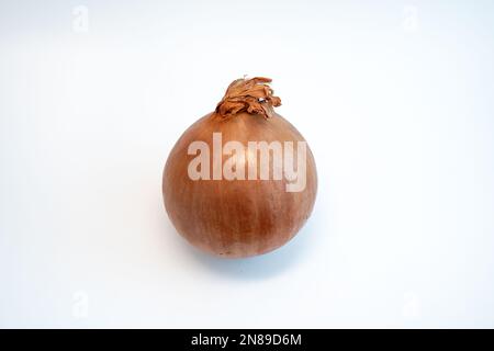 One yellow onion isolated on white background. Healthy vegetable used in cooking. Stock Photo
