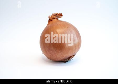 One yellow onion isolated on white background. Healthy vegetable used in cooking. Stock Photo
