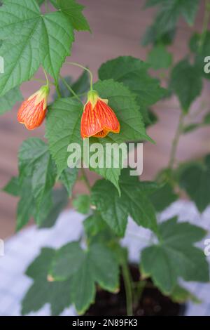 Flowering orange bell flower Abutilon close-up, a ropeberry from the Malvaceae family. Care and cultivation of domestic plants on the windowsill. Stock Photo