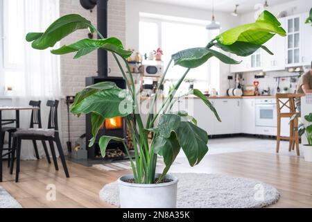 Strelitzia nicolai close-up in the interior on the stand. Houseplant Growing and caring for indoor plant, green home in scandinavian loft style with m Stock Photo