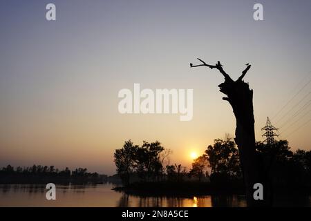 Lonely dead tree on background Stock Photo