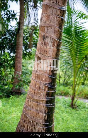 a Coconut Plantation at tambon Ron Thong Village near the Town of Bang Saphan in the Province of Prachuap Khiri Khan in Thailand,  Thailand, Bang Saph Stock Photo