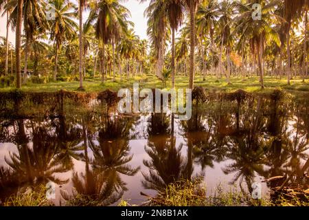a coconut Palmtree plantation near the Town of Bang Saphan in the Province of Prachuap Khiri Khan in Thailand,  Thailand, Bang Saphan, December, 2022 Stock Photo
