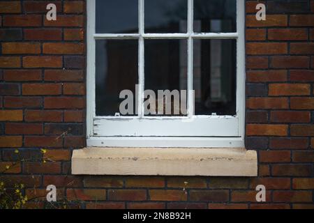 A domestic ginger kitten peers through a white framed sash window set in a brick wall, creating a quiet and curious urban scene. Stock Photo