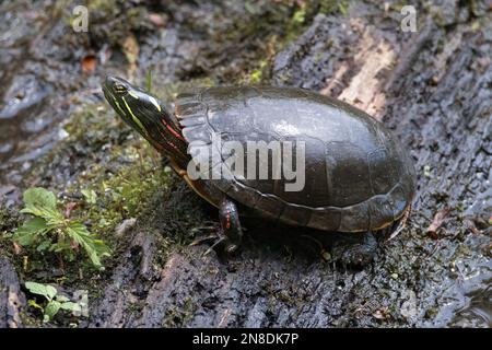 Male Eastern Painted Turtle on wet log closeup Stock Photo