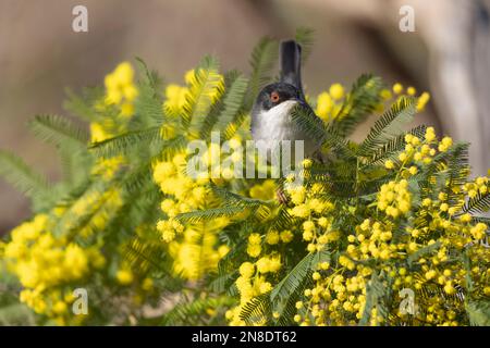 Mimosa flowers with a tiny bird, Sardinian warbler male (Sylvia melanocephala). Stock Photo