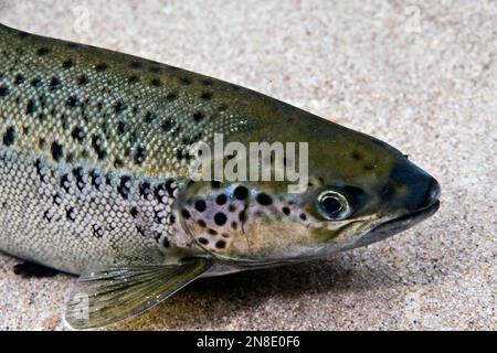 Landlock Atlantic Salmon, Lake Winnipesaukee, NH, close-up female Stock Photo