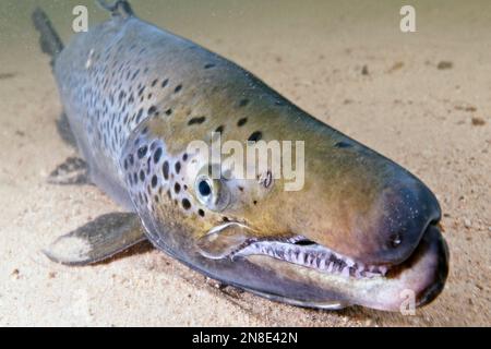 Salmo Kype Landlock Atlantic Salmon male, Squam Lake, NH, close-up showing kype ...