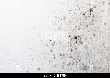Fungal mold spots growing on white room wall Stock Photo