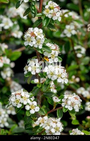 Cotoneaster x suecicus 'Coral Beauty', Swedish Cotoneaster, Flowers, Blooming, White, Blooms Stock Photo