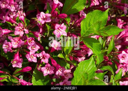 Weigela florida 'Rumba',Pink, Flowers, Blooming Stock Photo