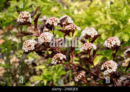 Physocarpus opulifolius 'Summer Wine', Eastern Ninebark, Physocarpus, Blooming, Shrub, Spring, Blossoms, Branch, Plant Stock Photo