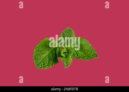 A leaf of green mint on the background of the color of 2023 viva magenta, flat lay Stock Photo