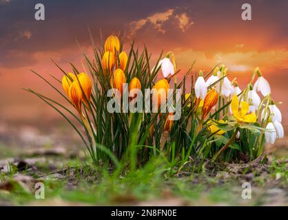 Beautiful fresh snowdrops and yellow crocus flowers outdoors, in the sprintime Stock Photo