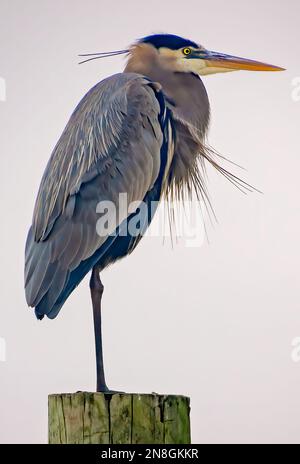 A great blue heron (Ardea herodias) perches on a wooden piling, Jan. 29, 2023, in Bayou La Batre, Alabama. Stock Photo