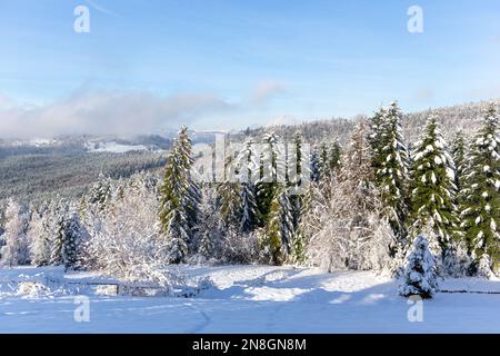 Winter landscape of Beskid Mountains in Poland, coniferous forest with spruces and fir trees covered with fresh white snow, mountains in the backgroun Stock Photo