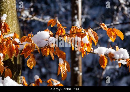 Dry golden beech tree leaves (Fagus) covered with fresh white snow and ice in Beskid Mountains, Poland. Stock Photo