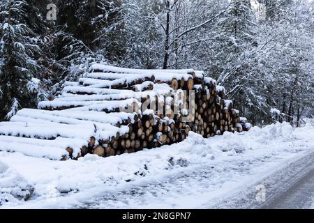 Pile of sawn tree logs covered with snow in a snowy forest in Beskid Mountains, Wegierska Gorka, Poland, winter. Stock Photo
