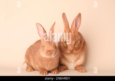 Cute bunnies on beige background. Easter symbol Stock Photo