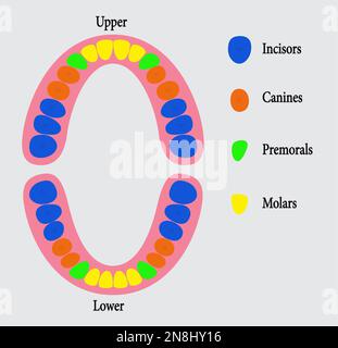 Dental charts,Human permanent teeth, Human tooth anatomy .image vector Stock Vector