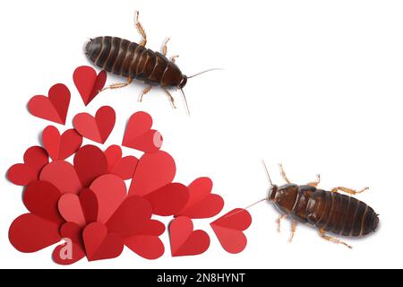 Valentine's Day Promotion Name Roach - QUIT BUGGING ME. Cockroaches and small paper hearts on white background, flat lay Stock Photo