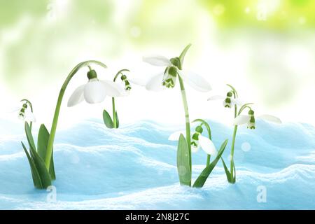 Beautiful tender snowdrops outdoors on sunny day. First spring flowers Stock Photo