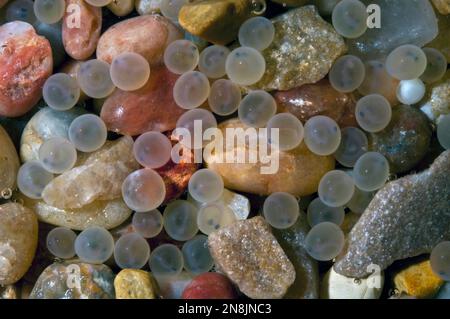 Brook trout egg eggs fish hi-res stock photography and images - Alamy