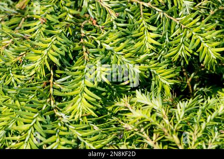 Tsuga canadensis 'Jeddeloh', Canadian Hemlock, Needles, Tree, Branch, Close up Stock Photo