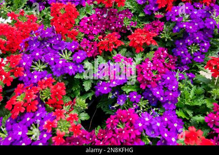 Verbena hybrida, Red, Blue, Colourful, Vervain, Flowers Stock Photo