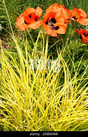 Grass, Poppies, Carex 'Aurea,' Papaver orientale, Carex, Bowles Golden Sedge, Garden, Plants Carex elata 'Aurea' Stock Photo