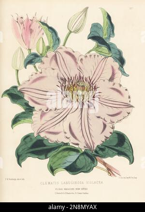 Violet clematis hybrid, Clematis lanuginosa, native to Zhejiang, eastern China. Shown by Mr Noble of Bagshot. As Clematis lanuginosa violacea. Handcolored botanical illustration drawn and lithographed by Frederick William Burbidge from Henry Honywood Dombrain's Floral Magazine, New Series, Volume 5, L. Reeve, London, 1876. Lithograph printed by Vincent Brooks, Day & Son. Stock Photo