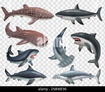 Realistic set of shark fish icons on transparent background isolated vector illustration Stock Vector