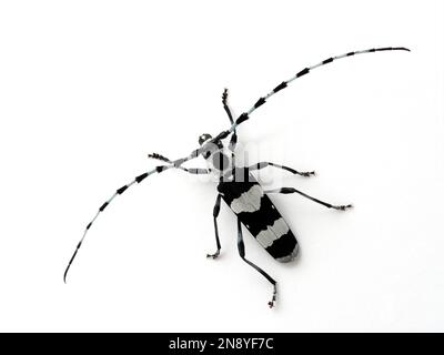 Black & White Striped Bug - Rosalia funebris 