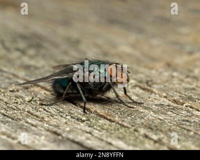 Side view of a common blowfly or bottle fly (Calliphora vicina) resting on weathered wood. Delta, British Columbia, Canada Stock Photo