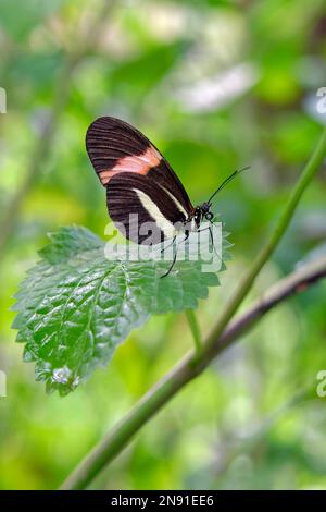 Postman butterfly - Heliconius melpomene Stock Photo