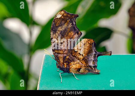 Tiger leafwing butterfly - Consul fabius Stock Photo