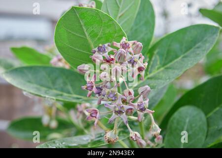 Purple crown flower or giant Indian milkweed with dew drops or gigantic swallow wort tree Stock Photo