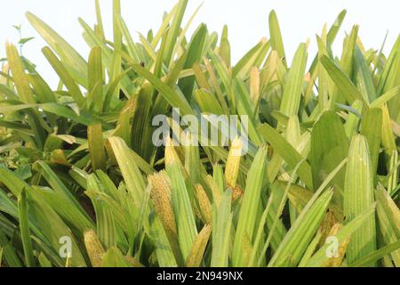 green colored Broadleaf lady palm on garden for harvest are cash crops ...